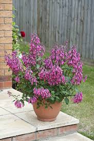 Image result for Rotala capensis