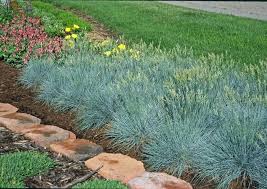 Image result for Festuca caprina