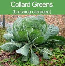 How To Grow Collard Greens In Your Garden Growing Vegetables Lawn And Garden Growing Food