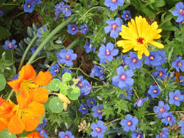 Image result for Anagallis pumila