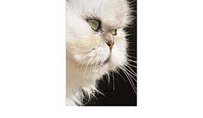 Blofeld's cat seen in russia with love, thunderball, you only live twice, her majesty's secret service, diamonds are forever, for your eyes only and never say. Persian Cat Journal Before You Pet Me May I Call You Blofeld 150 Page Lined Notebook Diary Breeds Cat 9781530236695 Amazon Com Books