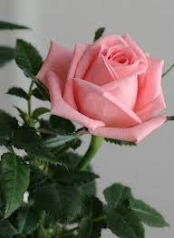 Pin By Zsuzsa Szabad On Flowers Cacti Hybrid Tea Roses Beautiful Rose Flowers Rose Flower