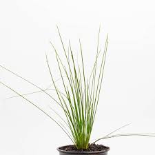 Image result for Ficinia