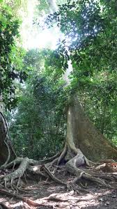 Taman Negara Parque Nacional Kuala Tahan Malasia