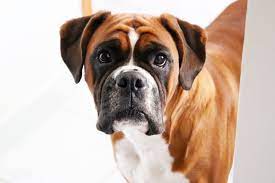 Colors are fawn, brindled, or white, with or without white markings. Boxer Dog Pictures Download Free Images On Unsplash