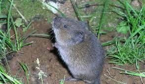 You can get rid of these vermin relatively fast. Voles How To Get Rid Of Voles In The Yard Or Garden The Old Farmer S Almanac
