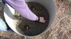 Fruhling Kartoffeln Anbauen Teil 1 4 Garten Kartoffeln Anbauen Kartoffeln Pflanzen Garten