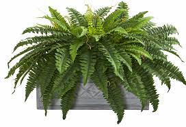 Check spelling or type a new query. Charlton Home 23 Artificial Fern Plant In Planter Wayfair
