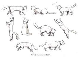 Drawing Reference Cat 31 Best Ideas Cat Sketch Cat Reference Cat Anatomy