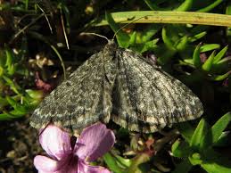 Image result for Entephria byssata