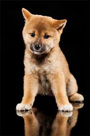 All our puppies are socialized, potty trained and come with a health guarantee. Shiba Inu Puppies For Sale Teacupuppiesforsale