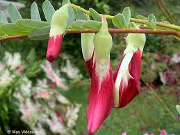 Image result for Sesbania macrantha