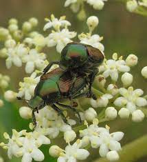 Japanese beetles are destructive plant pests. Organic Management Options For The Japanese Beetle At Home Gardens Missouri Environment And Garden News Article Integrated Pest Management University Of Missouri