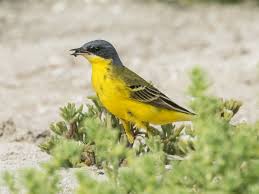 Find quick results from multiple sources. Western Yellow Wagtail Ebird