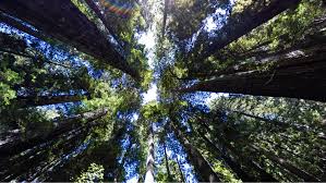 Panpiano patreon the two previous reviewers nailed it OMG!