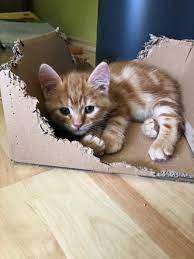 Cute Little Cat Loves Her Box Kitty Kitten Box Kitten Care Newborn Kittens Beautiful Kittens