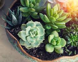 Hoffman organic cactus and succulent soil. Best Soil For Growing Succulents In Pots Container Gardens