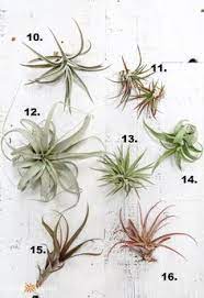 What Type Of Air Plant Do I Have Identify And Care For Common Varieties Air Plant Flower Types Of Air Plants Hanging Air Plants