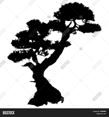 Use this bonsai tree silhouette svg for crafts or your graphic designs! Bonsai Tree Silhouette Image Photo Free Trial Bigstock
