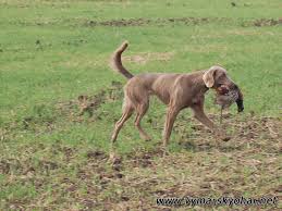 Image result for výmarský dlouhosrstý ohař