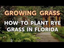 There are some key things to keep in mind when planting grass seed in this tropical state. How To Plant Rye Grass In Florida Youtube