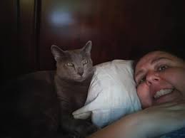 Lost Cat Atticus in Waukegan, Illinois, near Pine St