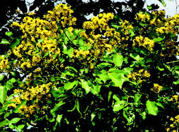 Image result for Pterocarpus megalocarpus