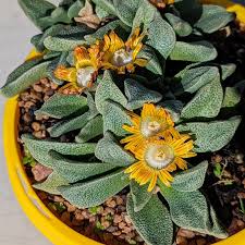 Image result for Nananthus