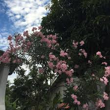 Jual styrofoam lembaran warna biru tua jakarta barat asooy stationary tokopedia. Langit Nan Biru Bunga Nan Indah Alangkah Indahnya Jikalau Dirawat Dengan Baik Flowers Flowerstagram March Digitalmarketing Instagram Pin Langit Bunga Art