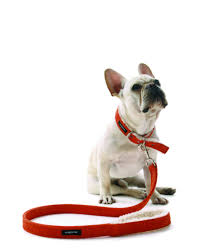 Suede Shearling Collar And Leash