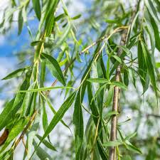 Image result for Salix babylonica