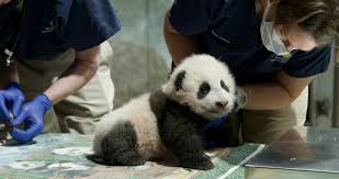 We don't have any crew added to this movie. His Name Is Xiao Qi Ji Smithsonian S National Zoo