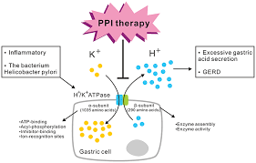 Maybe you would like to learn more about one of these? Pump Proton And Laryngeal H K Atpases Ijgm