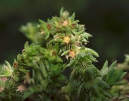 Image result for Crassula schimperi