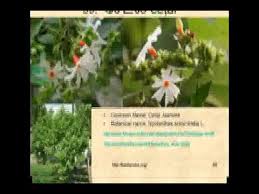 Common vocabulary contains common words that we can use in daily life. Flowers Names In Tamil And English Youtube