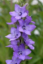 Pacific Horticulture Society Bellflowers Purple Flowers Beautiful Flowers Flower Guide