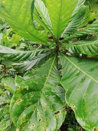 Image result for Anthocleista vogelii