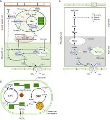 Check spelling or type a new query. Engineering Improved Photosynthesis In The Era Of Synthetic Biology Sciencedirect