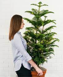 Join The Waitlist Bloomscape Christmas Tree Plant Norfolk Pine Live Christmas Trees