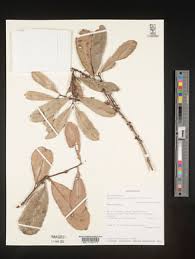 Image result for Allocassine laurifolia