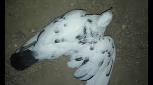 رجل عنكبوت ينقذ طفلا كاد يسقط من الدور الرابع. Ø§Ù„ØªÙ‡Ø§Ø¨ Ø§Ù„Ù…ÙØ§ØµÙ„ Ø¹Ù†Ø¯ Ø§Ù„Ø­Ù…Ø§Ù… Ø§Ø³Ø¨Ø§Ø¨Ø© ÙˆØ¹Ù„Ø§Ø¬Ø© Youtube