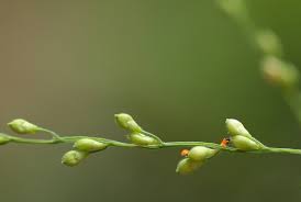 Image result for Urochloa deflexa