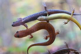 Image result for Nesaea linearis