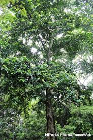 Image result for Treculia