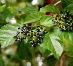 Image result for Premna serratifolia