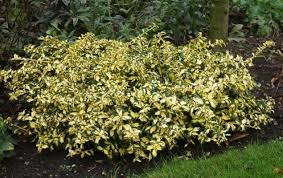 Image result for Euonymus fortunei