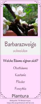 Welche Baume Eignen Sich Fur Barbarazweige Weitere Tipps Zu Diesem Schonen Brauch Findet Ihr Hier So Bluhen Auch Zierpflanzen Gartentipps Winterfest Machen