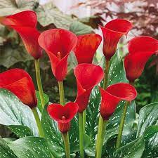 Buy Red Alert Calla Lily Breck S Lily Flower Calla Lily Bulbs Calla Lily