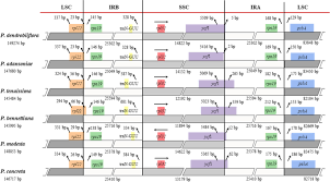 Image result for Polystachya kermesina