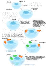 Check spelling or type a new query. Ib Biology 1 5 The Origin Of Cells Lessons Blendspace